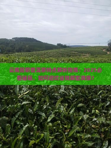云南昆明普洱茶特点介绍