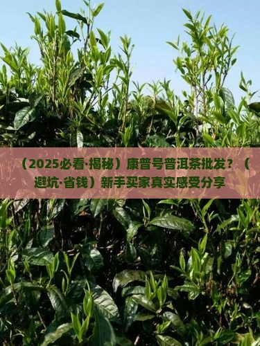 康普号普洱茶批发
