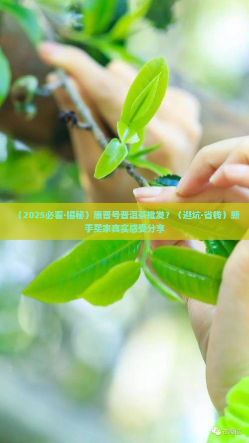 康普号普洱茶批发
