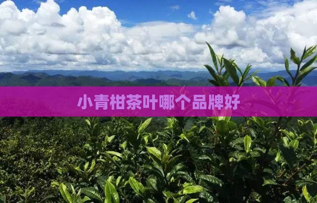 小青柑茶叶哪个品牌好