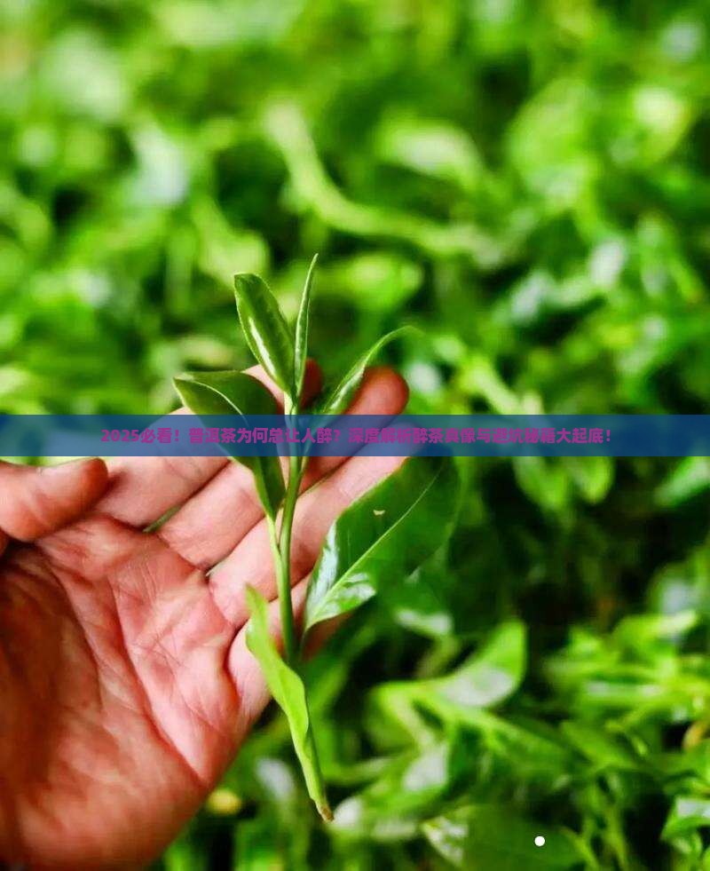 为什么普洱茶容易醉茶