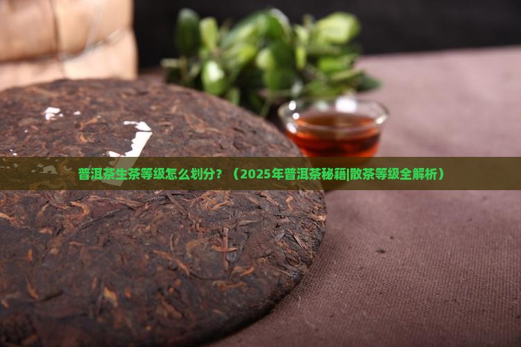 普洱茶散生茶等级