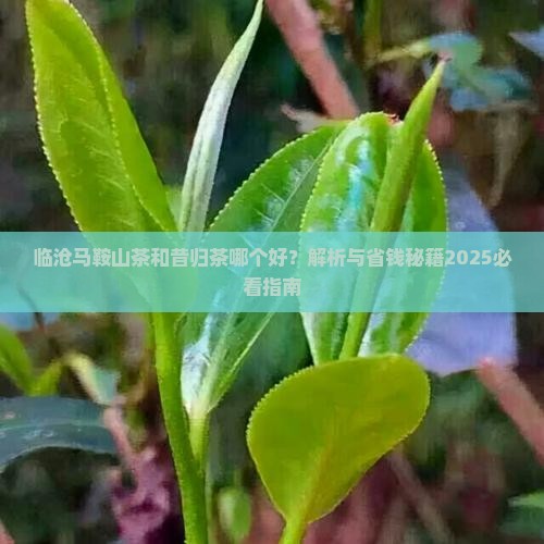 临沧马鞍山茶和昔归茶哪个好