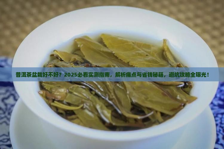 普洱茶盆栽好不好