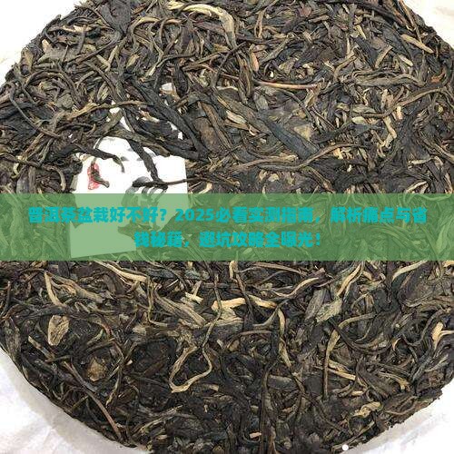 普洱茶盆栽好不好