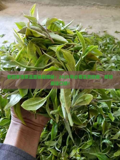 老班章泡茶的温度
