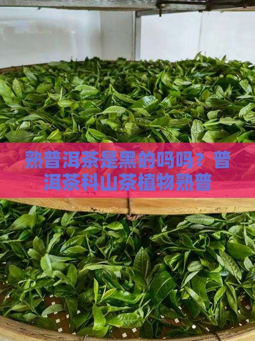 熟普洱茶是黑的吗吗
