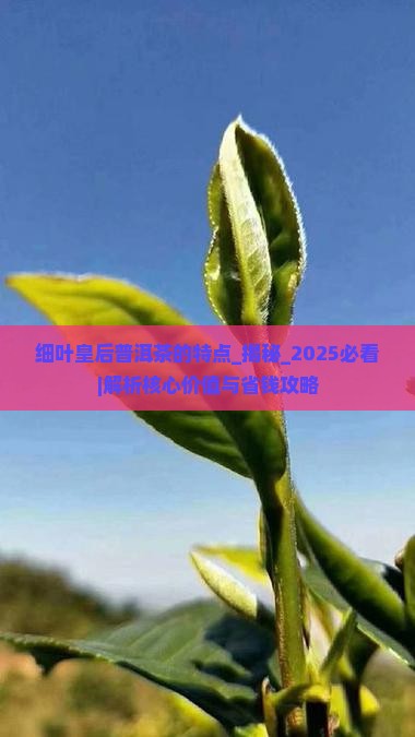 细叶皇后普洱茶的特点