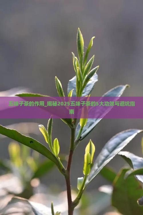 五味子茶的作用