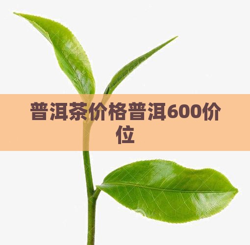 普洱茶600价位