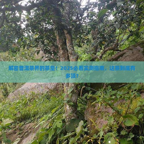 千古加茶皇普洱茶