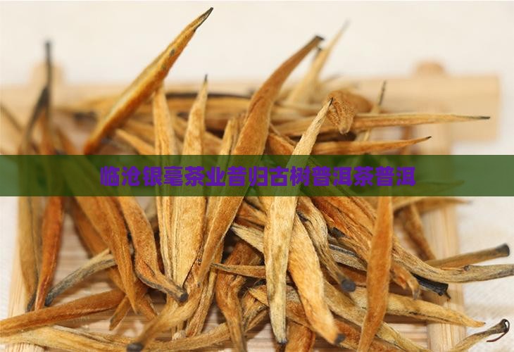 临沧银毫茶业昔归古树