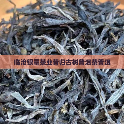 临沧银毫茶业昔归古树