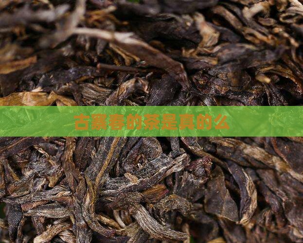 古寨春的茶是真的么