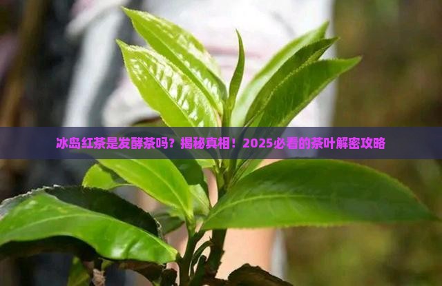 冰岛红茶是不是发酵茶