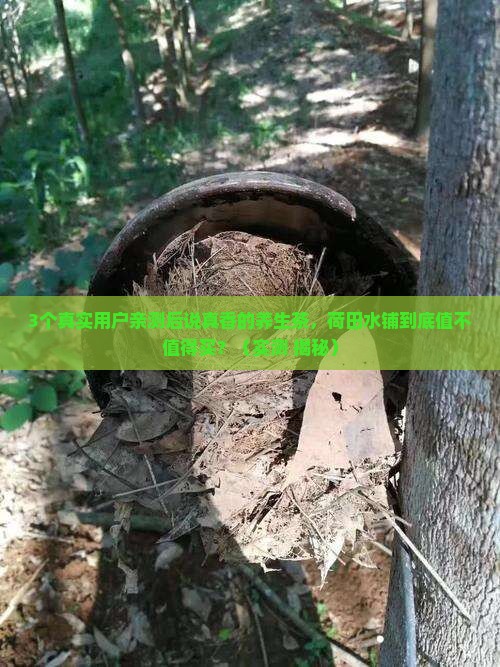 荷田水铺养生茶怎么样