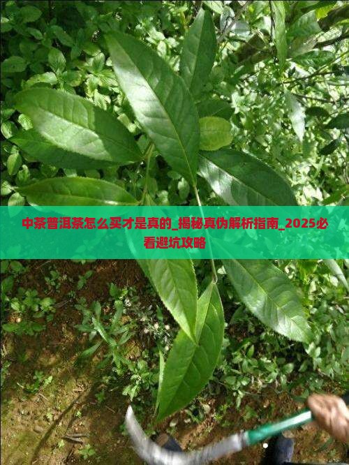 中茶普洱茶怎么买才是真的