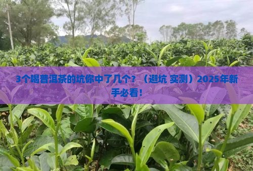 将来的普洱茶怎么喝好