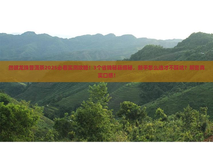 然彼龙珠普洱茶