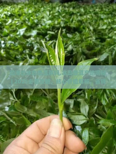 勐海出冰岛普洱茶吗