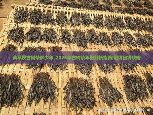 黄草坝古树茶多少年
