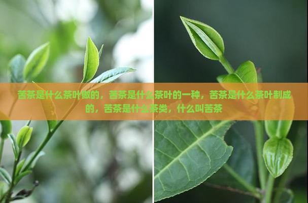 苦茶是什么茶叶