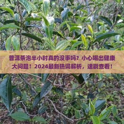 普洱茶能泡半个小时