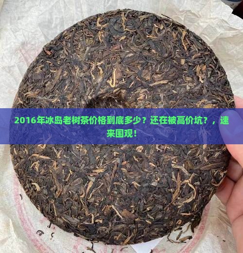 2016年冰岛老树茶价格