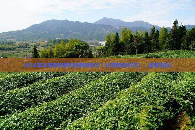 2016年冰岛老树茶价格