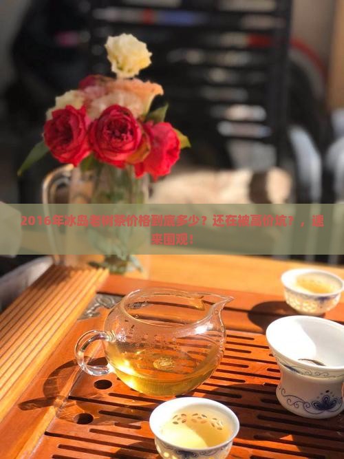 2016年冰岛老树茶价格