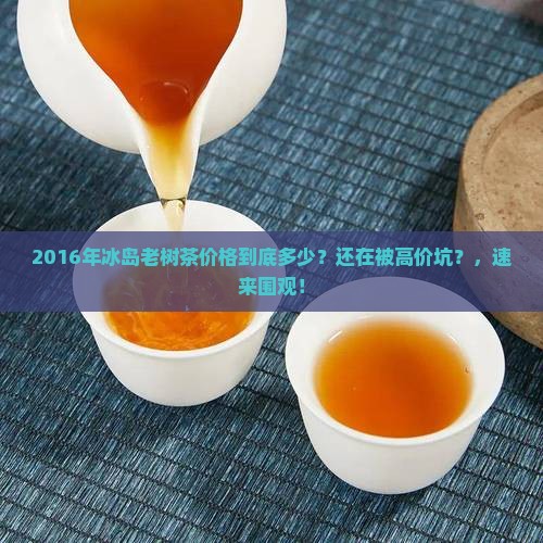 2016年冰岛老树茶价格