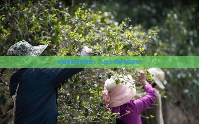 普洱茶可以做口粮茶吗