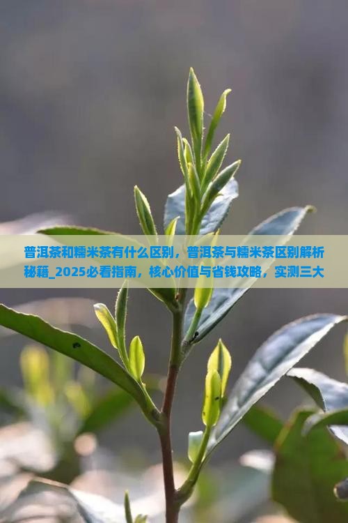 普洱茶和糯米茶有什么区别