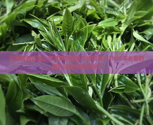 云南普洱迈景山普洱茶怎样
