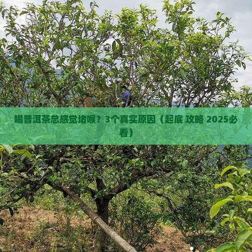 喝普洱茶堵喉是什么原因