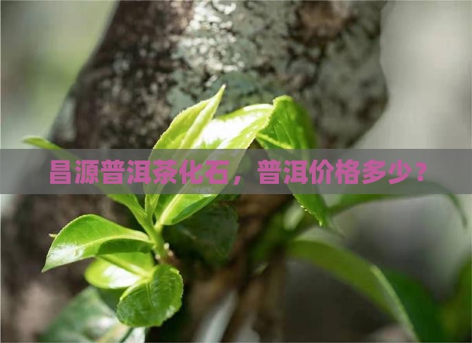 昌源普洱茶石化石多少钱