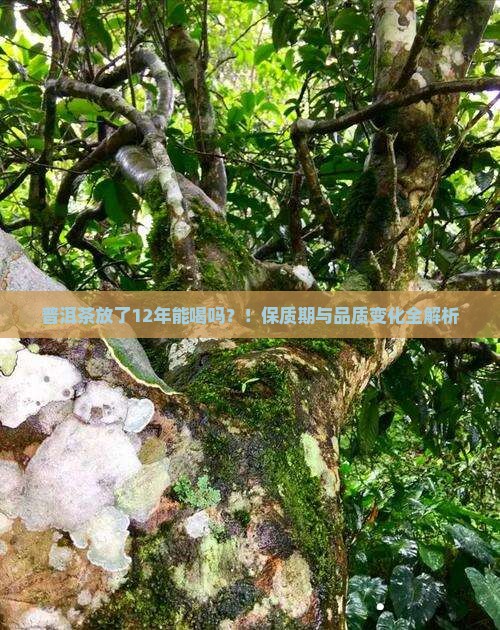 普洱茶放了12年能喝吗