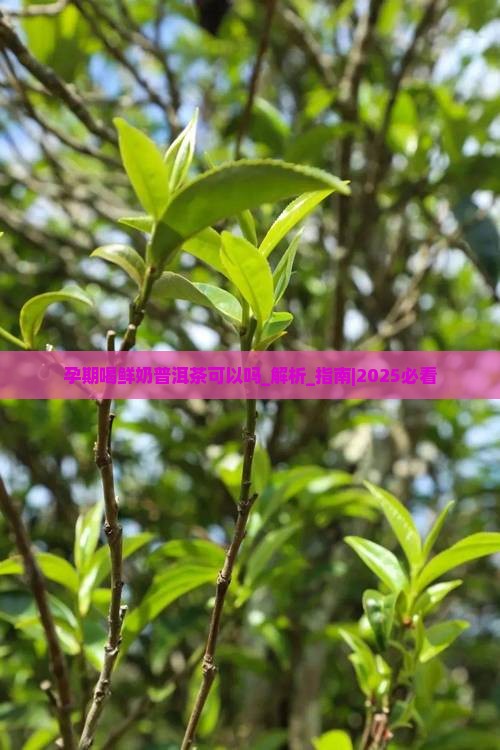 孕期喝鲜奶普洱茶可以吗