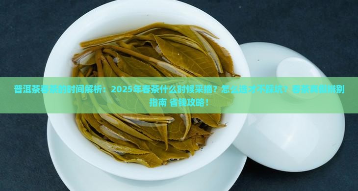 普洱茶春茶的时间