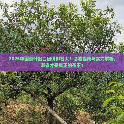 中国茶叶出口省份排名