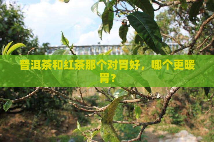 普洱茶和红茶那个对胃好