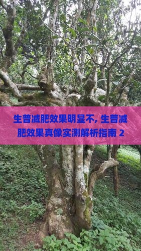生普减肥效果明显不