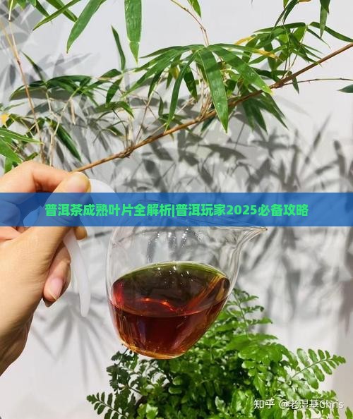 普洱茶成熟叶片
