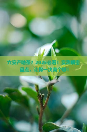 六安产什么茶叶
