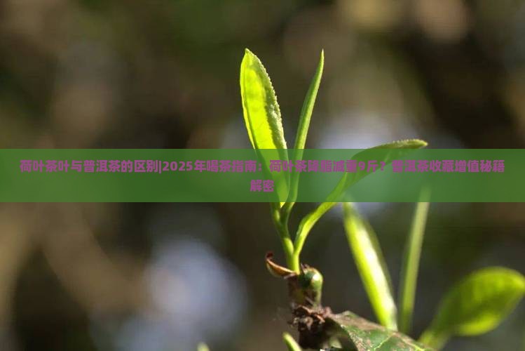 荷叶茶叶与普洱茶的区别