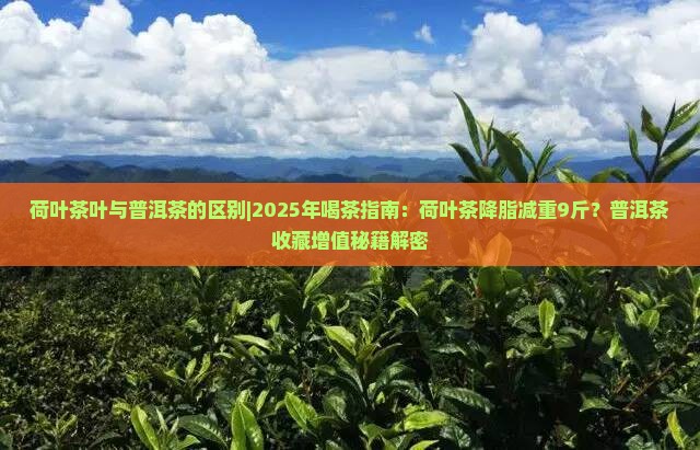 荷叶茶叶与普洱茶的区别