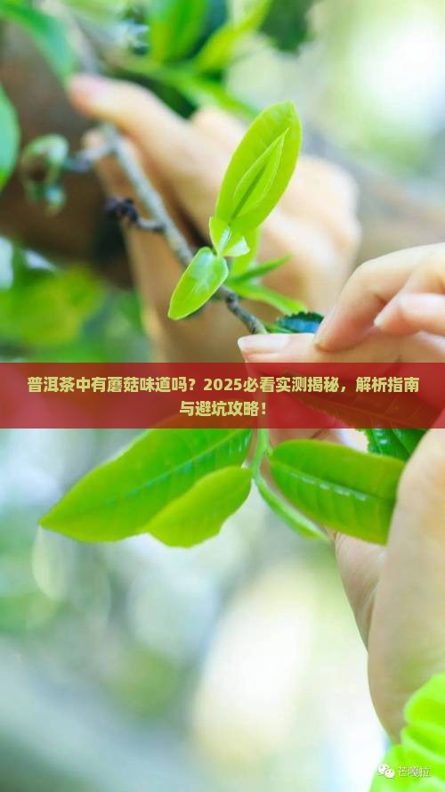 普洱茶中有蘑菇味道吗