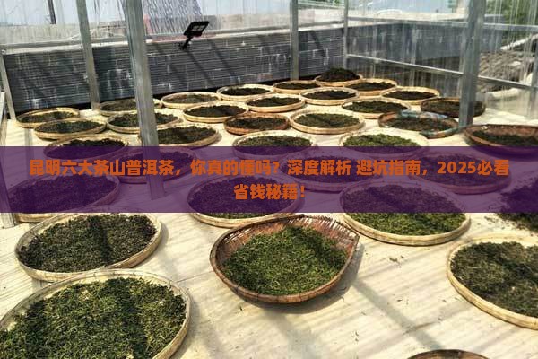 昆明六大茶山普洱茶