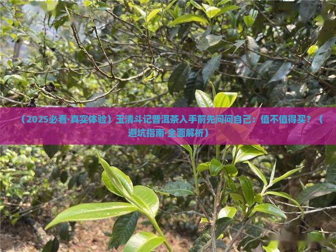 玉清斗记普洱茶
