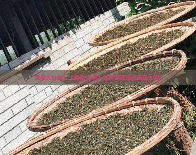 青茶的大致分类